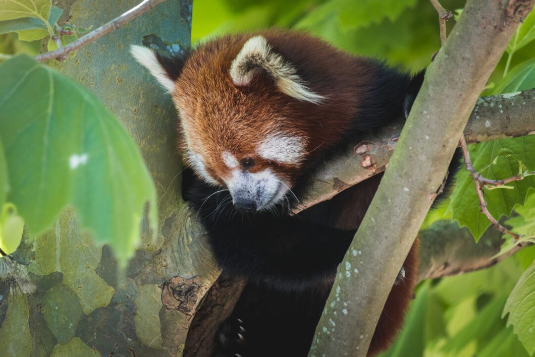 https://unsplash.com/photos/red-panda-on-tree-branch-during-daytime-ut3AqIHbPkY